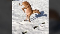 【動画】雪嫌いな犬が編み出した斬新すぎる二足歩行