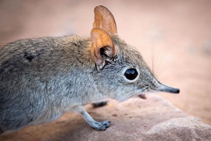 Elephant-Shrew.jpg
