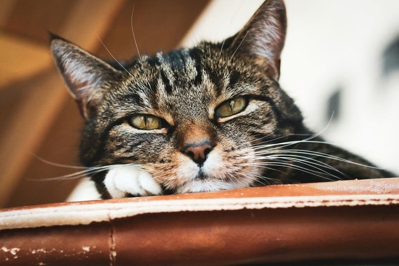 誤解のせいで里親が見つかりにくい高齢猫の現実（写真はイメージです）　Simon Hermans-Unsplash