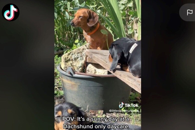 @littledachshundclub-TikTok