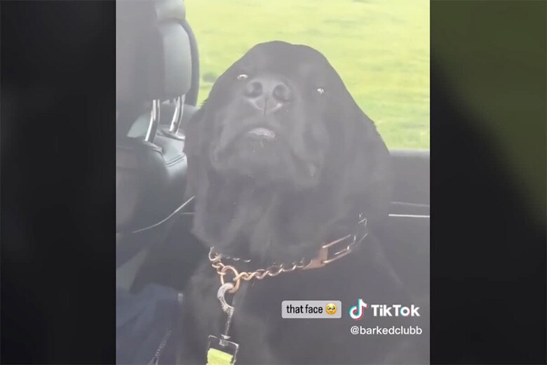 @barkedclubb/TikTok