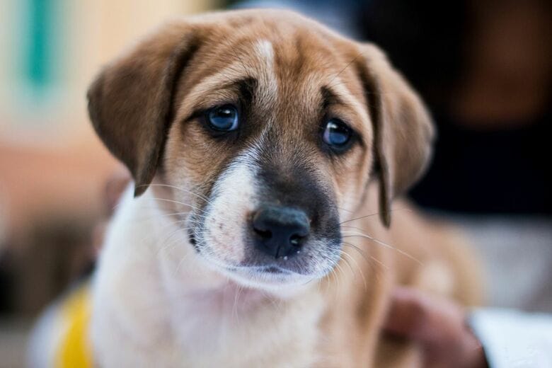 犬は人の気持ちが分かる？　見せられた表情で異なる脳の活動、特に強く反応した顔は…