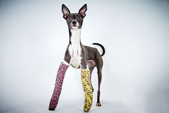 ＜ヨーコ＞２歳のイタリアン・グレイハウンドは、両脚をけがしてシェルターに連れてこられた。多忙だった元飼い主が処置を誤り、骨がもろくなっていたらしい。６カ月の治療の後、ヨーコには新たな飼い主が現れた。今ではセントラルパークでの散歩が日課だ　© Richard Phibbs