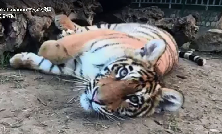 シリアに密輸される途中で保護された3頭の子トラの一頭　Animals Lebanon/FACEBOOK