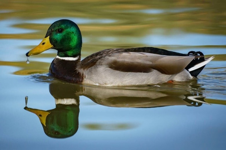 職場でカモにエサをあげ続けた男性...やがて「群れのパパ」に（写真はイメージです）　Avi Theret-Unsplash