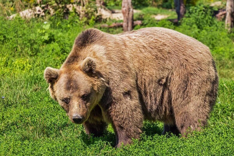 （写真はイメージです）　Bergadder-Pixabay