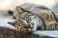 注射するだけで避妊効果、手術は不要──ネコの遺伝子治療成功の意義と問題点