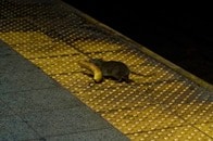 ネズミ害と万引が横行、トホホなニューヨーク...摘発を受けた市長、その残念すぎる理由とは？