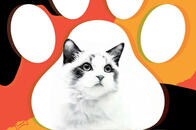 【人生相談】「愛猫が死にました」3歳の娘にどう伝える？　専門家にも聞いた