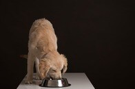 犬に生肉や生肉ドッグフードは危険...抗生物質耐性の大腸菌が繁殖　英研究