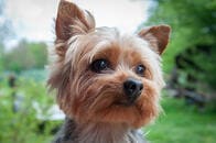 ガクガクブルブル...そんなに震える？　キャットタワーに乗せられた犬のパニック具合