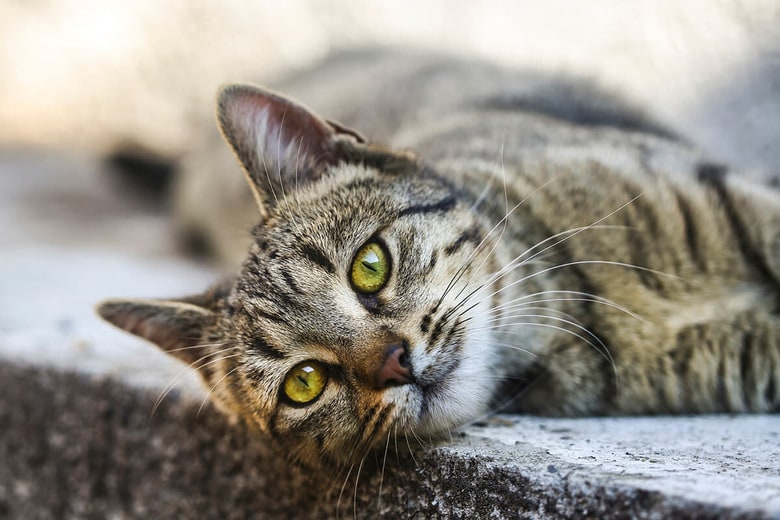 ネコや愛猫家にとって「夢の技術」に？（写真はイメージです）　GoodLifeStudio-iStock