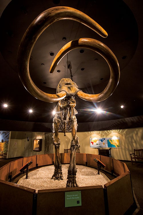 シベリアの永久凍土の中で冷凍保存されていたマンモス。1万年の時を経てDNAが完全な形で残っている可能性は低い　Julie Dermansky-Corbis/GETTY IMAGES