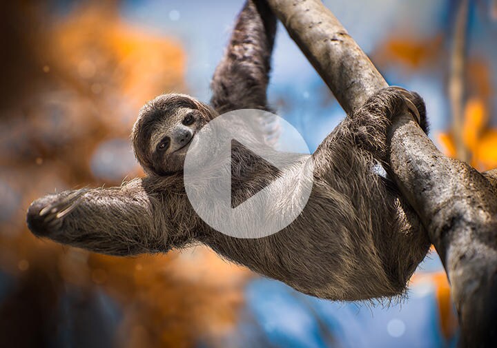 ※動画は本文中で再生できます（写真はイメージです）　Jonathan Ross-iStock