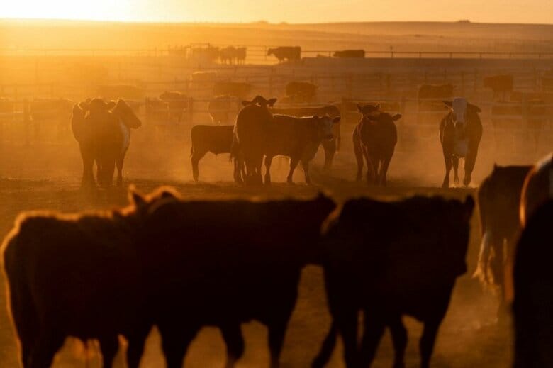 写真は3月20日、米カンザス州セントフランシスの飼育場で撮影。 REUTERS/Cheney Orr