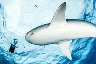 人間を襲ったサメを集団で虐殺...残虐行為に怒りの声