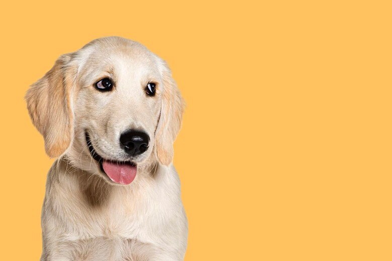 （写真はイメージです）　Eric Isselee-Shutterstock