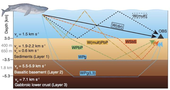 クジラの「歌」が海底下の地殻構造の調査に活用できる可能性...... Science, 2021