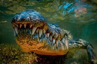 「冷酷だ！」「かわいそうに...」ワニがチーターを捕食...衝撃の瞬間...首に噛みつき池に引きずり込む