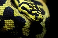 【動画】「速すぎて気づかず...」7歳男児が「動物園のヘビ」に頭を噛まれる「衝撃の瞬間」を捉えた動画にSNS震撼