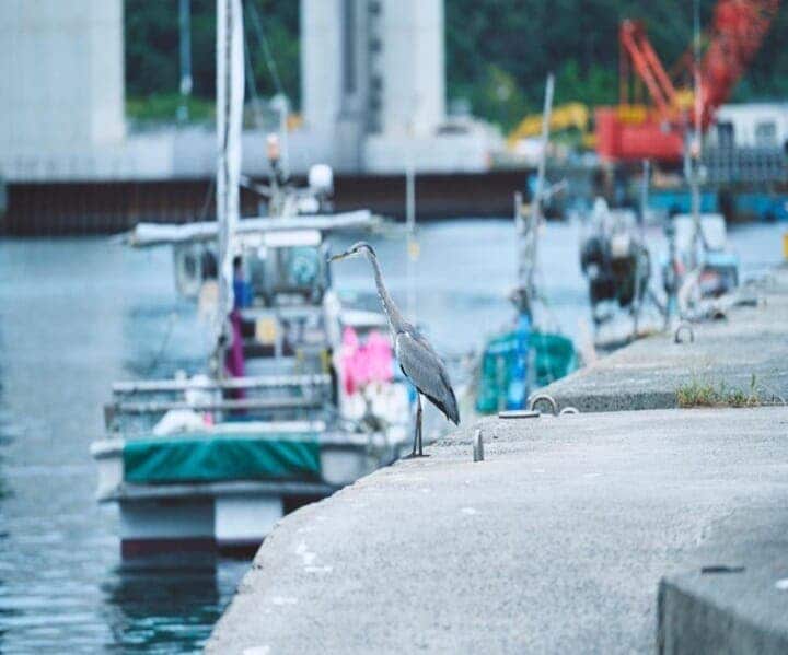 「おのころクルーズ」