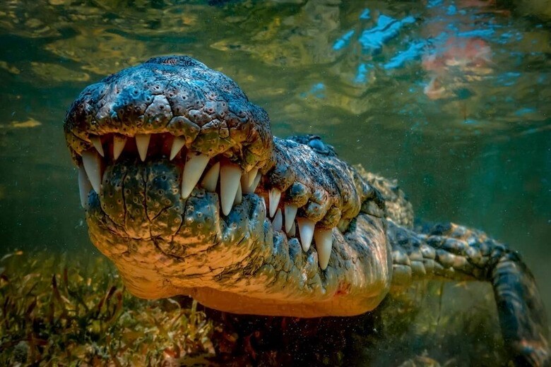 （写真はイメージです）　Nikolay 007-Shutterstock