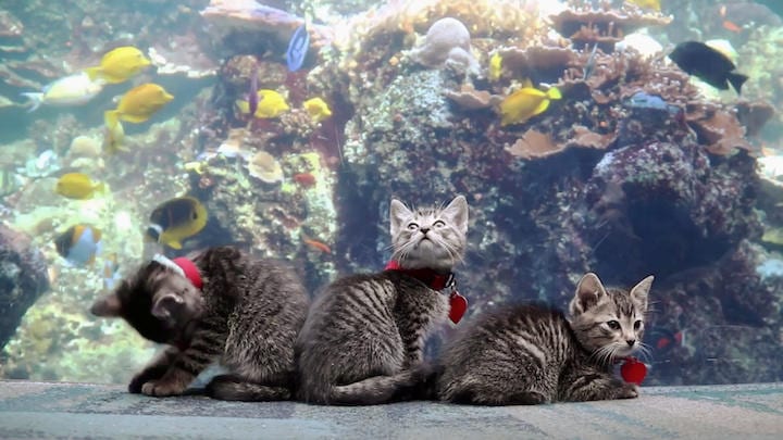 新形コロナで休館の米ジョージア水族館 子猫が「探索」　ATLANTA HUMANE SOCIETY/REUTERS