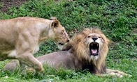 デンマークの動物園、飼えなくなったペットの寄付を呼びかけ　ライオンのエサに
