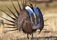 オバマ政権のライチョウ保護計画見直し、米当局が石油開発優先で