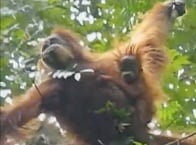 希少な新種オランウータンの双子発見！　インドネシア・スマトラ島で