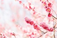 「女性初の家元」華道家・池坊専好が挑む、伝統のリブランディングとその覚悟...「池坊を筋肉質にする」とは？