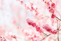 「女性初の家元」華道家・池坊専好が挑む、伝統のリブランディングとその覚悟...「池坊を筋肉質にする」とは？