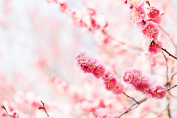 walkingcow3039-shutterstock