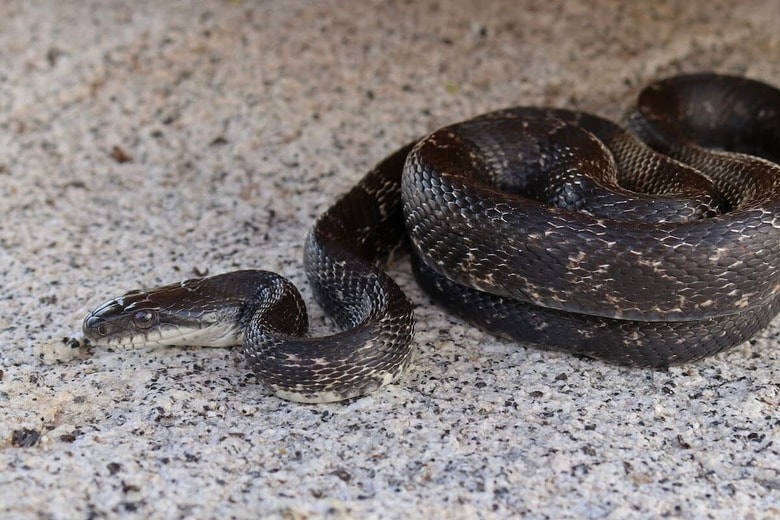 （写真はイメージです）　Creeping Things-Shutterstock