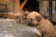 ハワイの大洪水で母犬を亡くした子犬のきょうだいを救出、ペットの救助活動続く