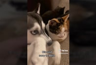 【動画】4匹の子猫を一緒に育てていくことに決めた犬と猫