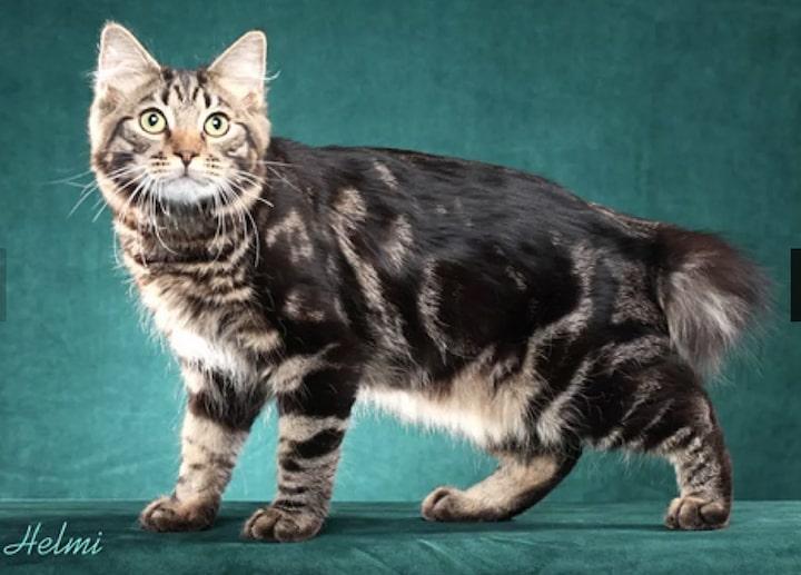 3American Bobtai.jpg