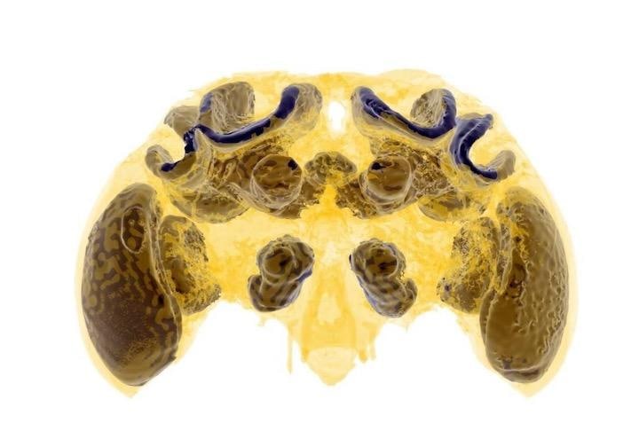 マルハナバチの脳のマイクロCTスキャン   Dylan Smith/Imperial College London