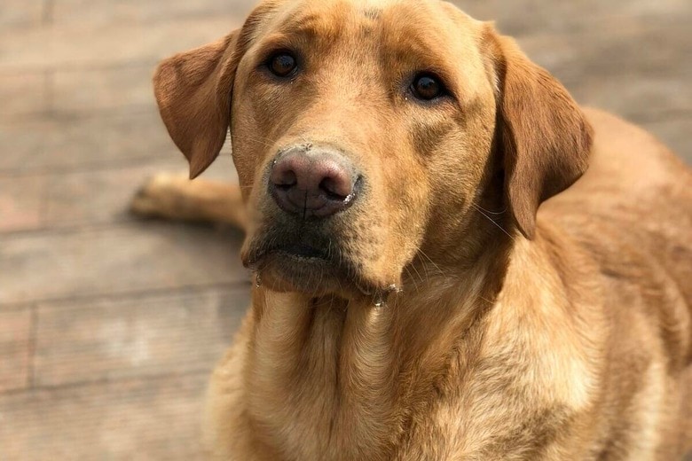 ぬいぐるみにベッドを譲って「床寝」する犬が話題に...「完璧なぬいぐるみママ」（写真はイメージです）　Martin Klaus-Unsplash
