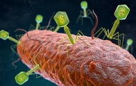 塩基配列に「Z」を持つウイルスが、多数存在した