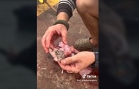 【動画】釣り上げたオオメジロザメの体内から豚足が出てくる瞬間
