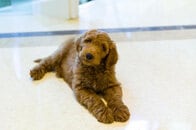 トランプに拒絶された仔犬「パットン」