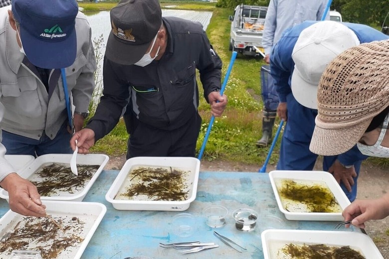生産者による「田んぼの生きもの調査」の様子