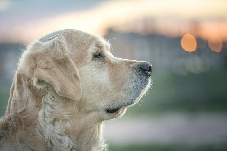 犬は「喜び」「悲しみ」など基本的な感情を持つ（写真はイメージです）　Angel Luciano-Unsplash