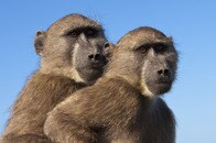 大群にたかられ、逃げることすら許されず...ヒヒに襲い掛かったヒョウの末路