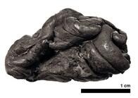 5700年前の「チューインガム」から古代人の姿が明らかに