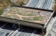 マウンテンライオンを「交通事故」から守れ…野生動物のための「緑の横断橋」