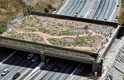 マウンテンライオンを「交通事故」から守れ…野生動物のための「緑の横断橋」