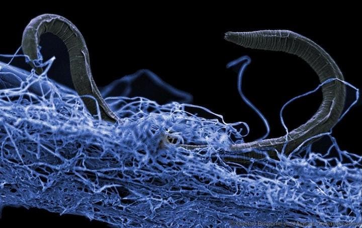 南アフリカ・コパナン金鉱の地下1.4キロの深さに生息する線虫類　Image:Gaetan Borgonie (Extreme Life Isyensya, Belgium)