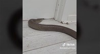 【動画】ドア下のわずかな隙間をくぐり抜ける猛毒ヘビ